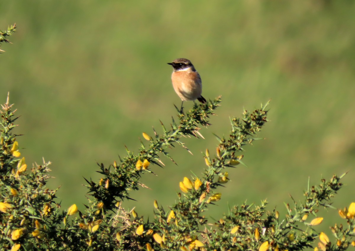 Taşkuşu - ML646599799