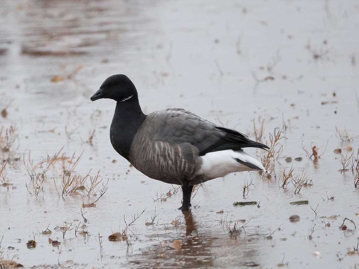 Brant - ML646599801