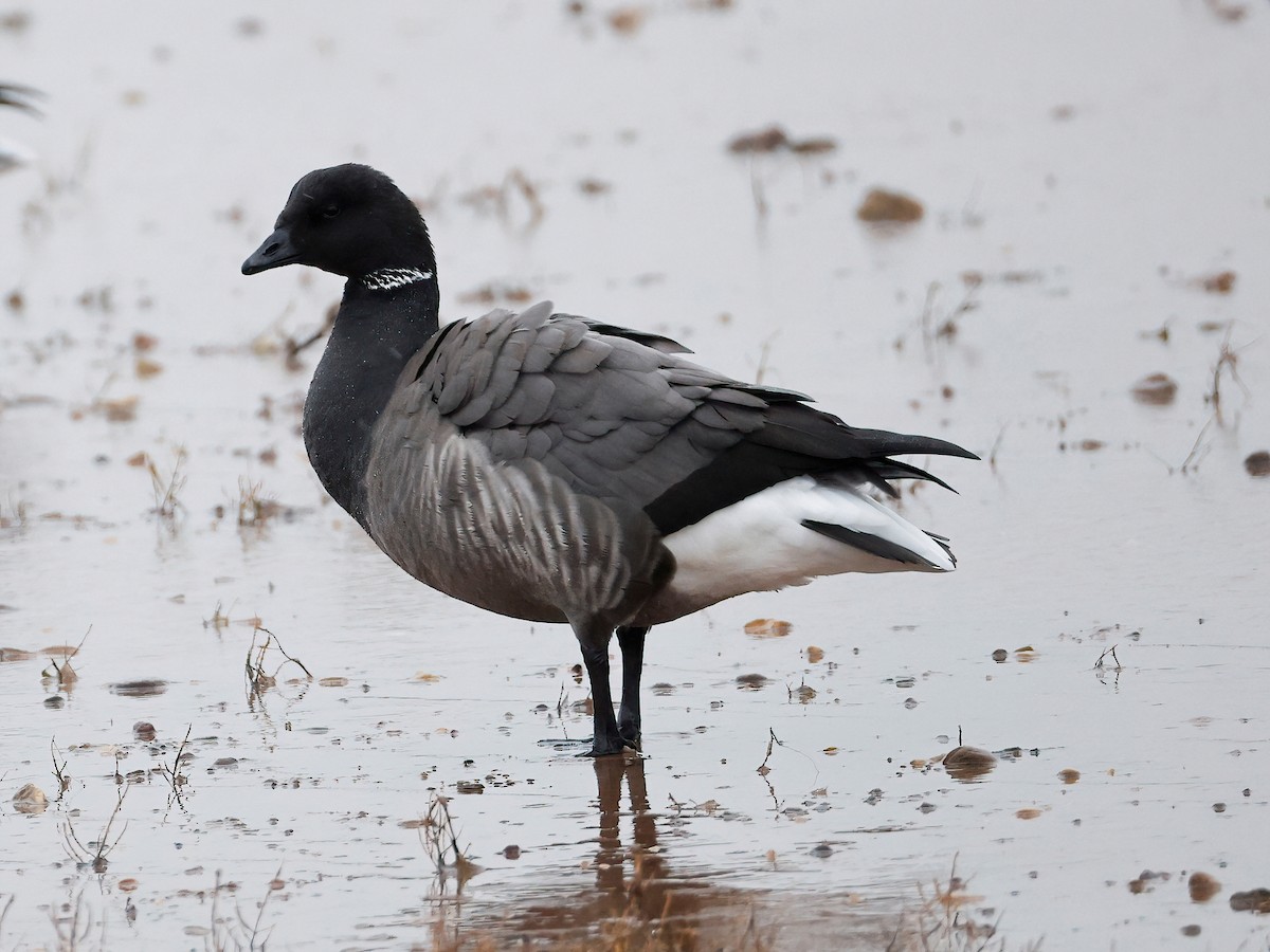 Brant - ML646599802