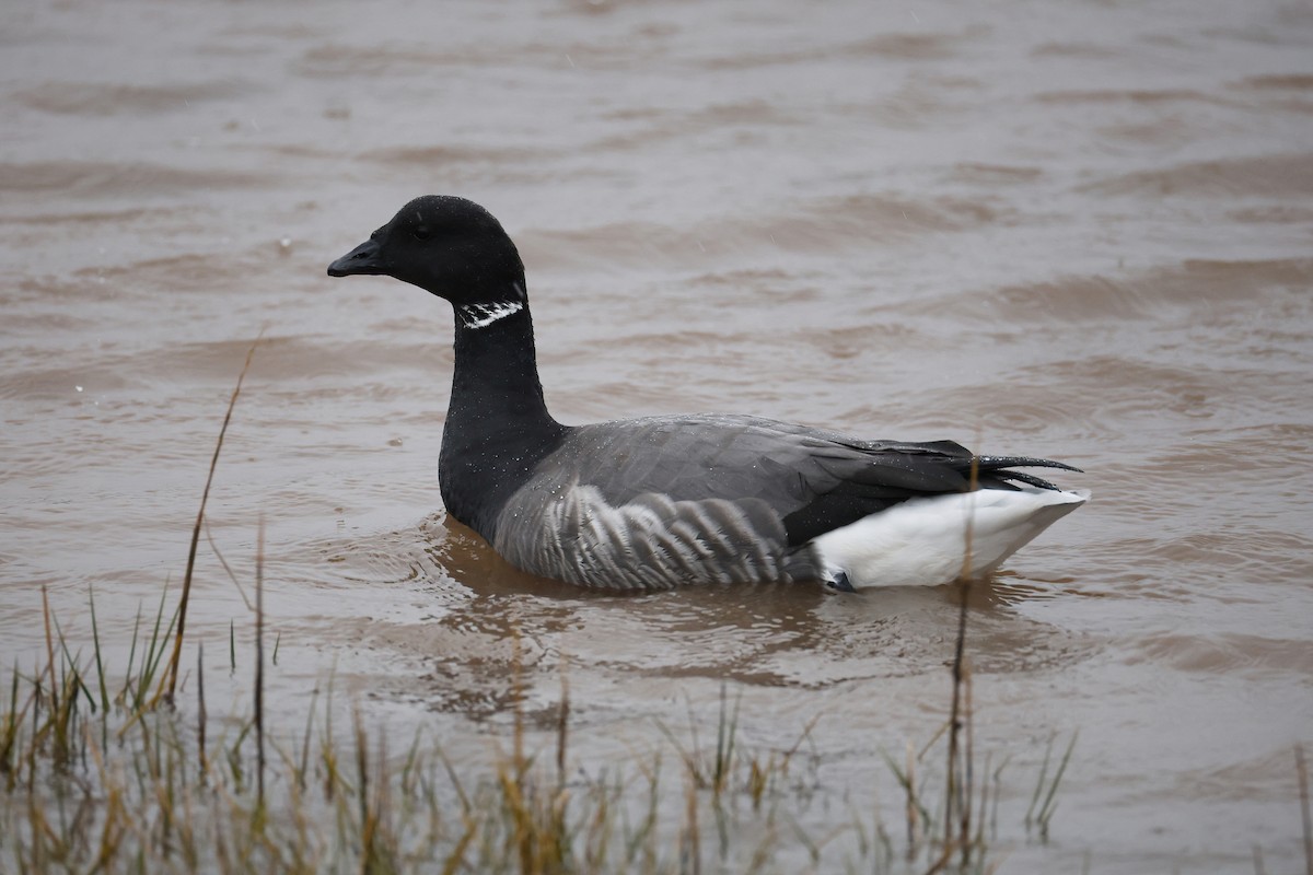 Brant - ML646599803