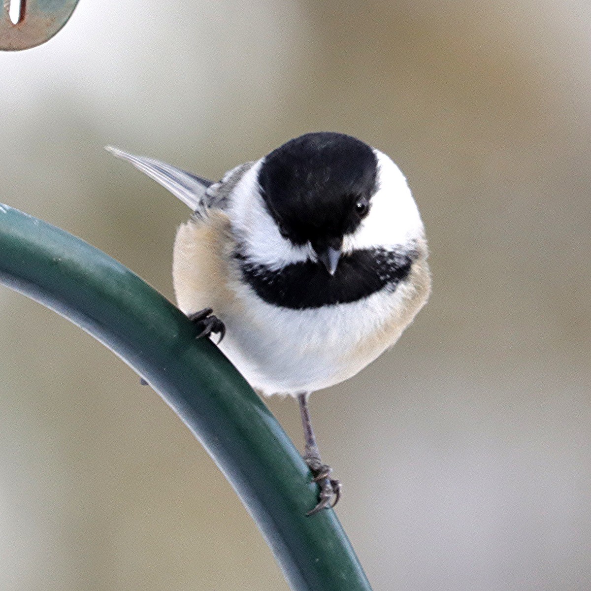 Black-capped Chickadee - ML646599807