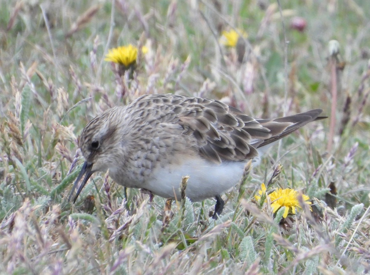 Bairdstrandläufer - ML646599811