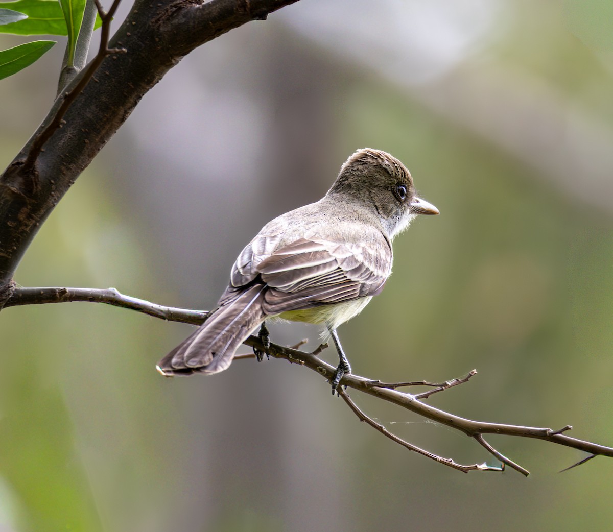 Swainsonschopftyrann - ML646599816