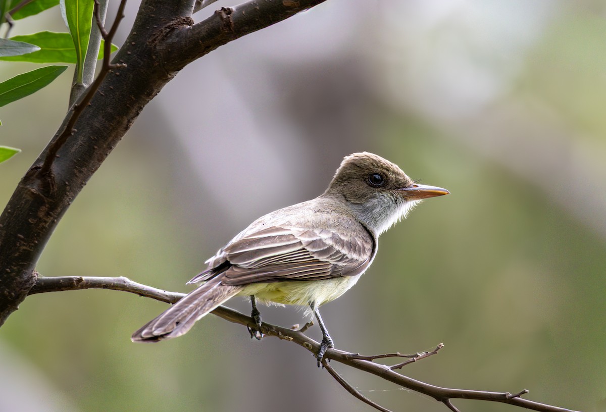 Копетон неотропічний - ML646599817