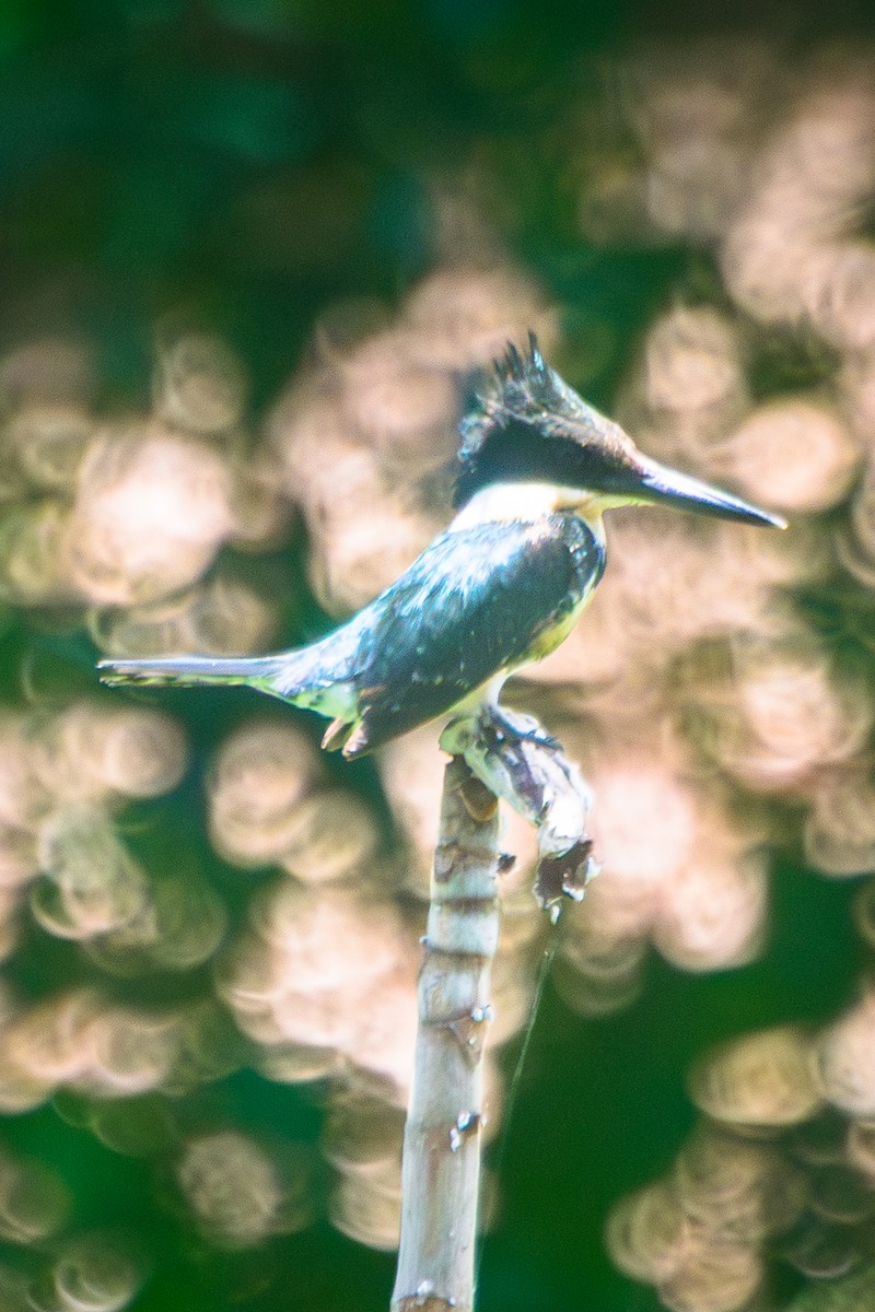 Рибалочка амазонійський - ML646599818