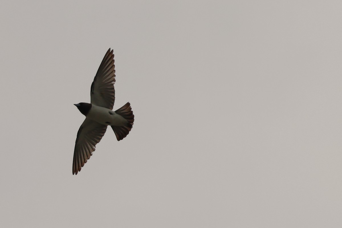 Ланграйн білогрудий - ML646599819