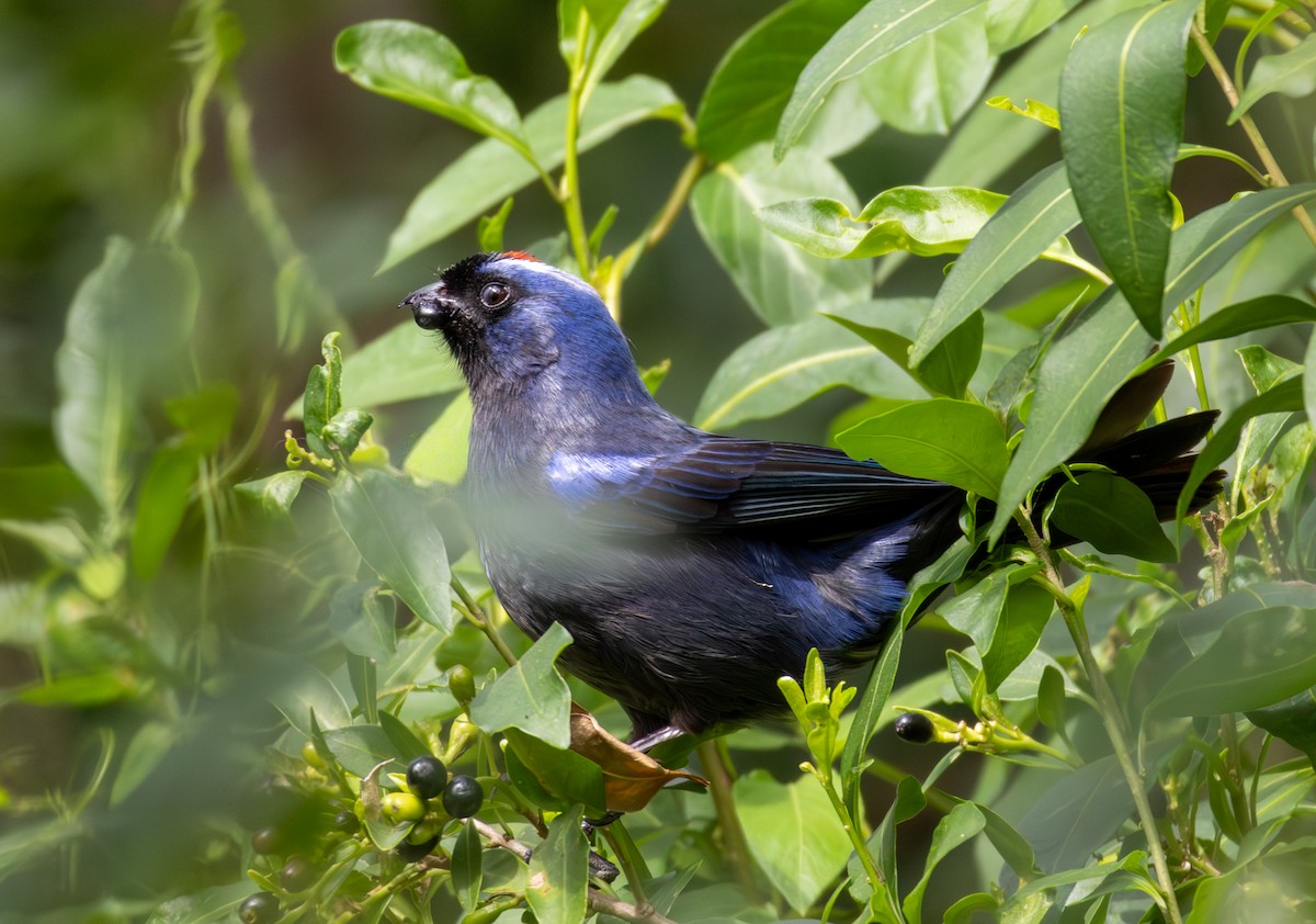 Танагра діадемова - ML646599822