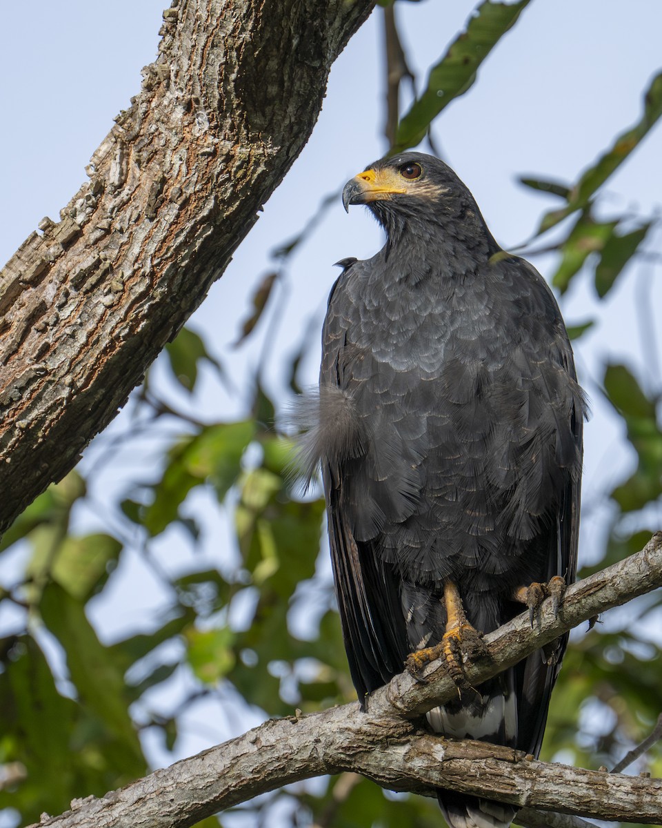 Канюк-крабоїд чорний - ML646599823