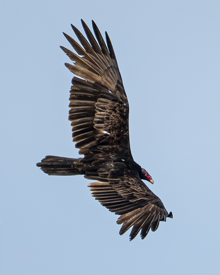 Катарта червоноголова - ML646599825