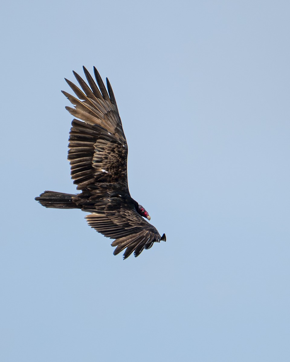 Катарта червоноголова - ML646599826