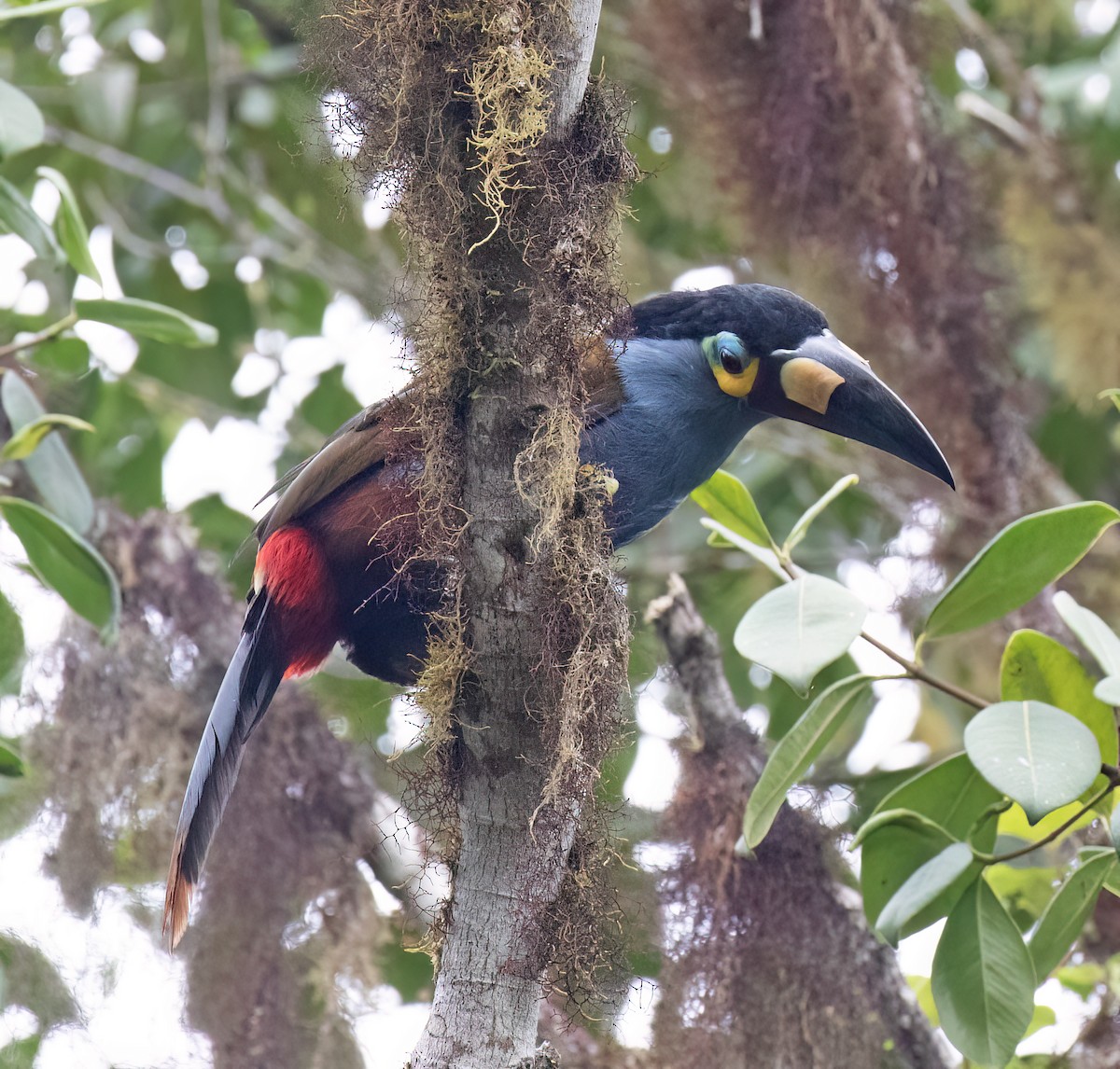 Андигена строкатодзьоба - ML646599827