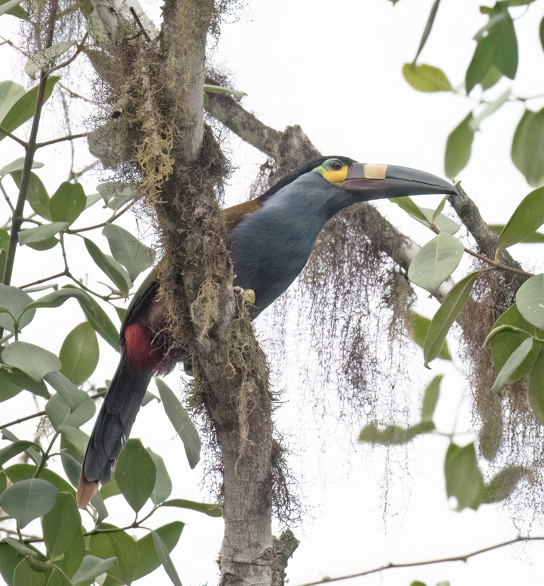 Андигена строкатодзьоба - ML646599828