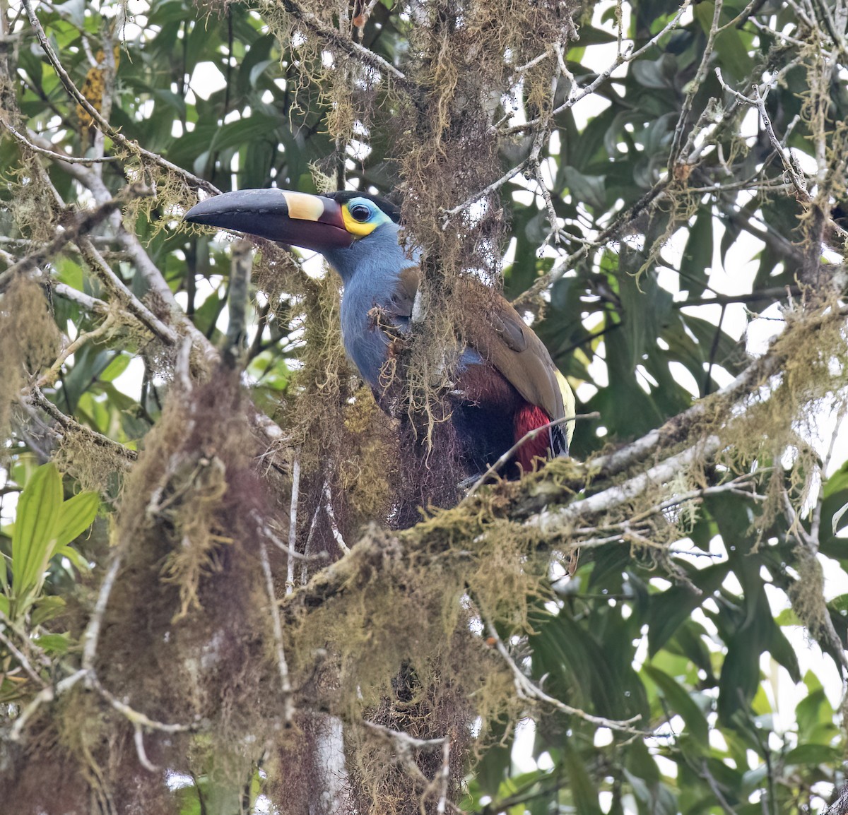 Андигена строкатодзьоба - ML646599829