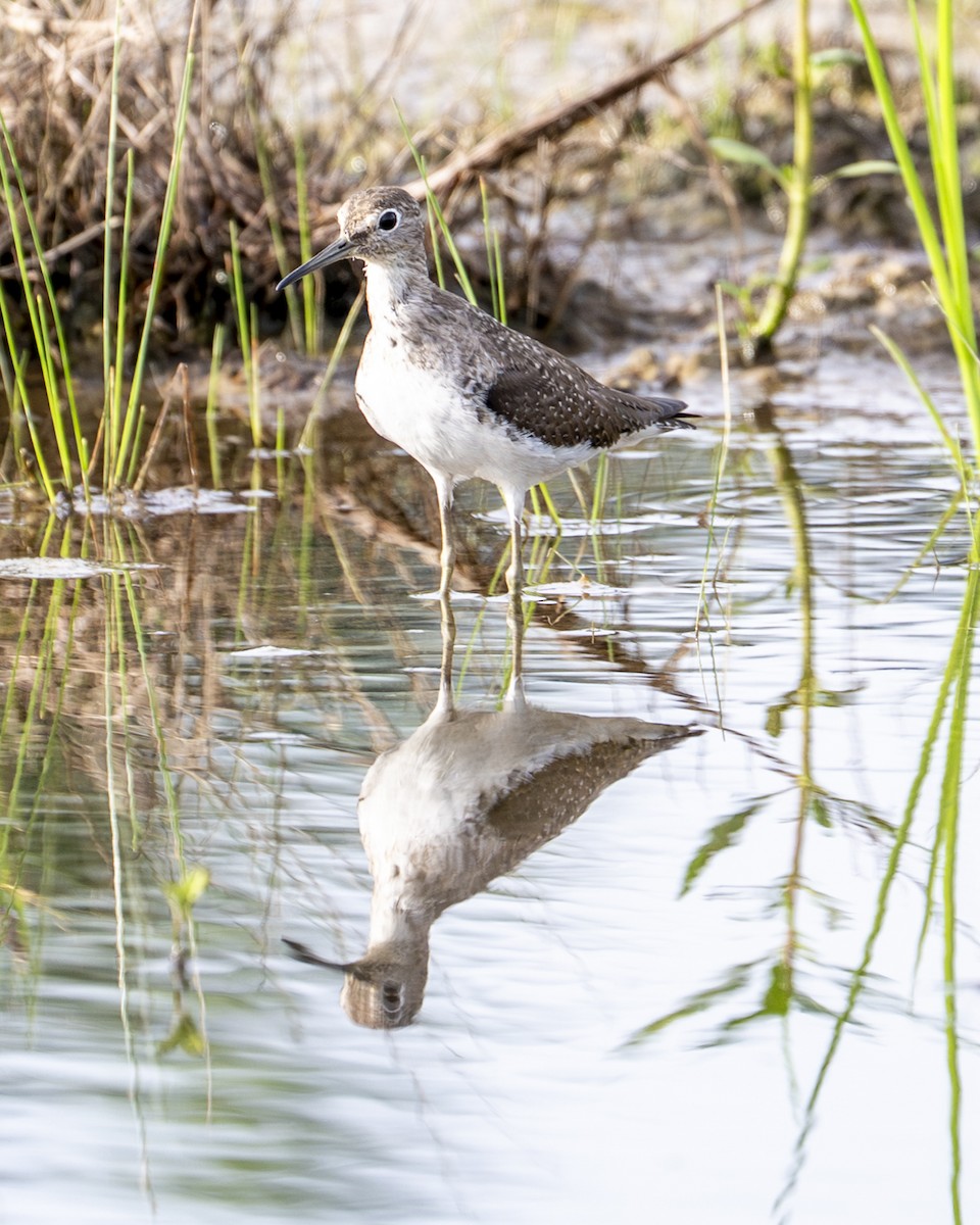 Коловодник малий - ML646599831