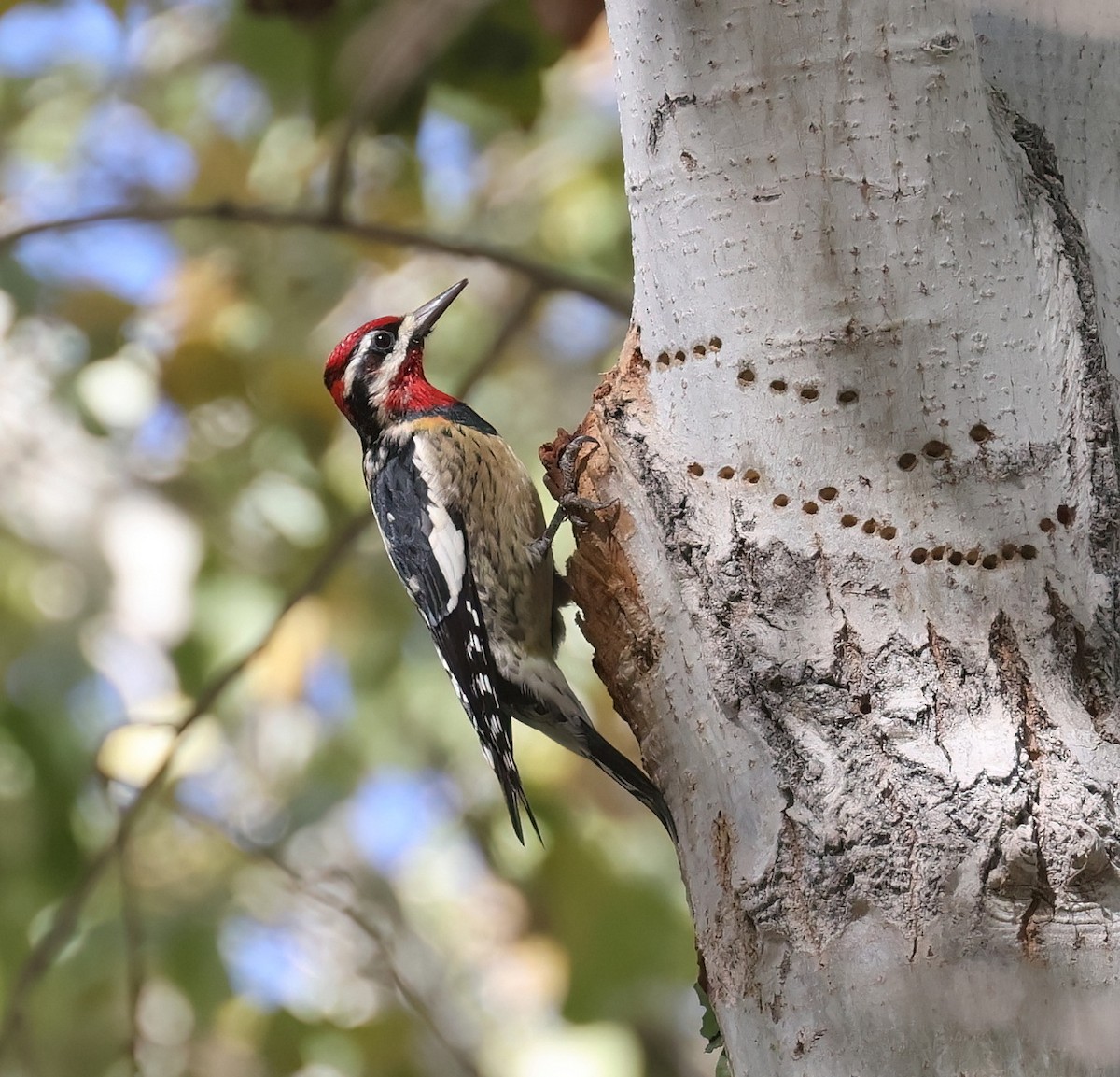 Дятел-смоктун білочеревий - ML646599832