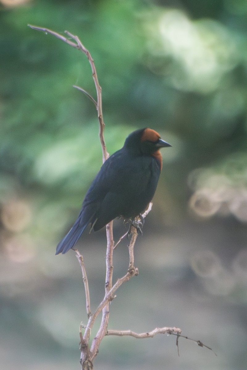 Каруг рудоголовий - ML646599834