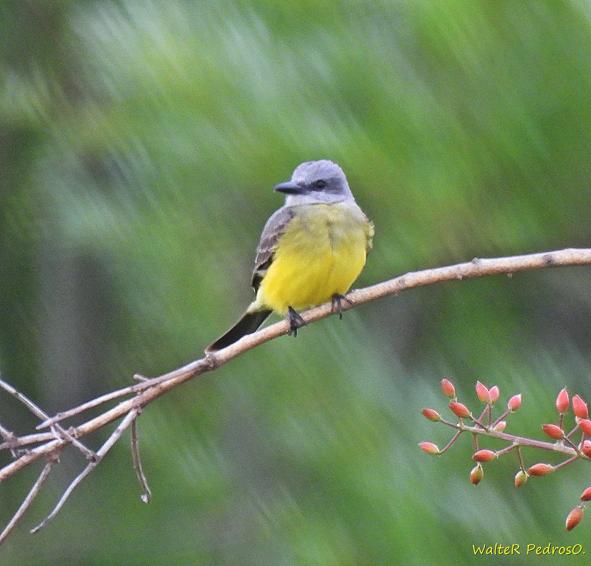 Тиран тропічний - ML646599835