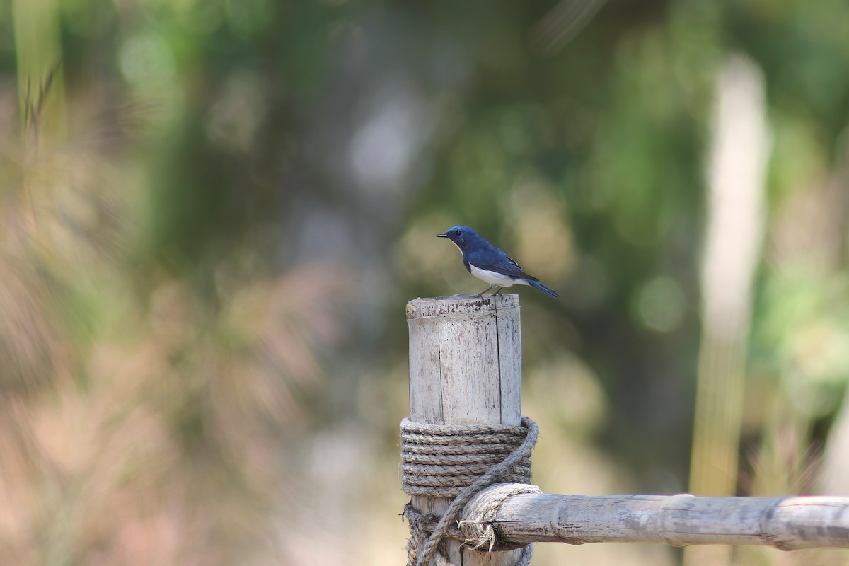 Мухоловка ультрамаринова - ML646599836