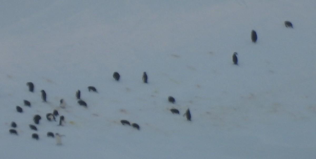 Пінгвін антарктичний - ML646599837