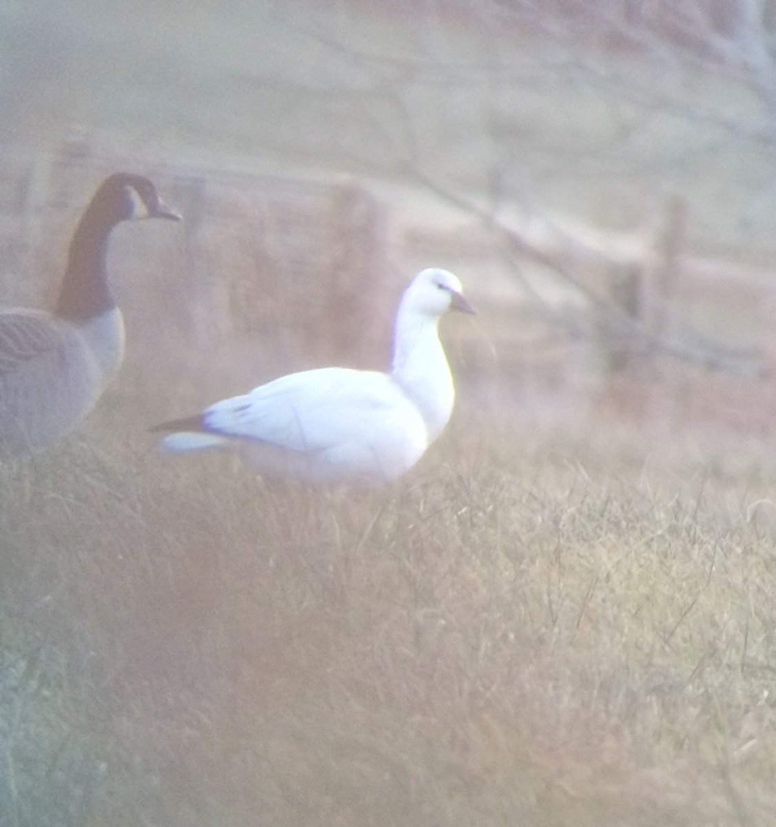 Ross's Goose - ML646599838