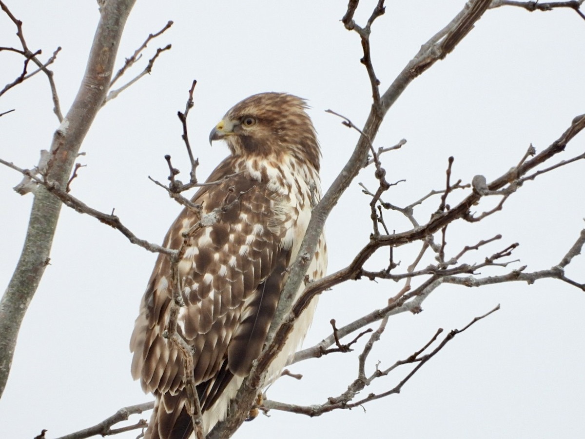 Канюк рудоплечий - ML646599840