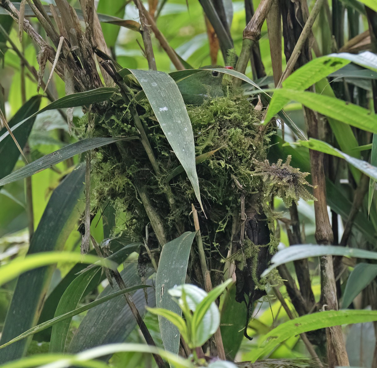 Плодоїд чорно-зелений - ML646599841