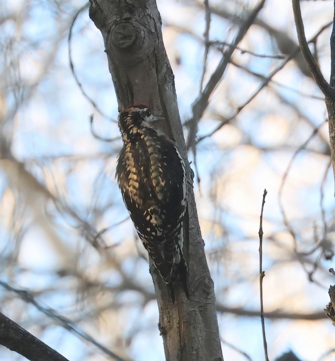 Дятел-смоктун жовточеревий/білочеревий - ML646599842