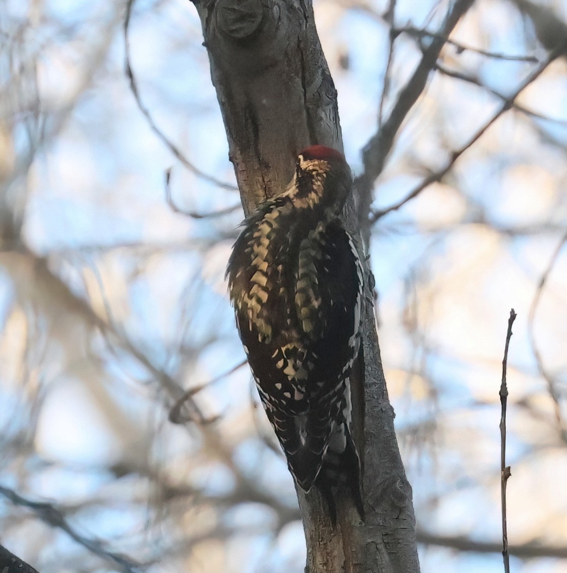 Дятел-смоктун жовточеревий/білочеревий - ML646599843