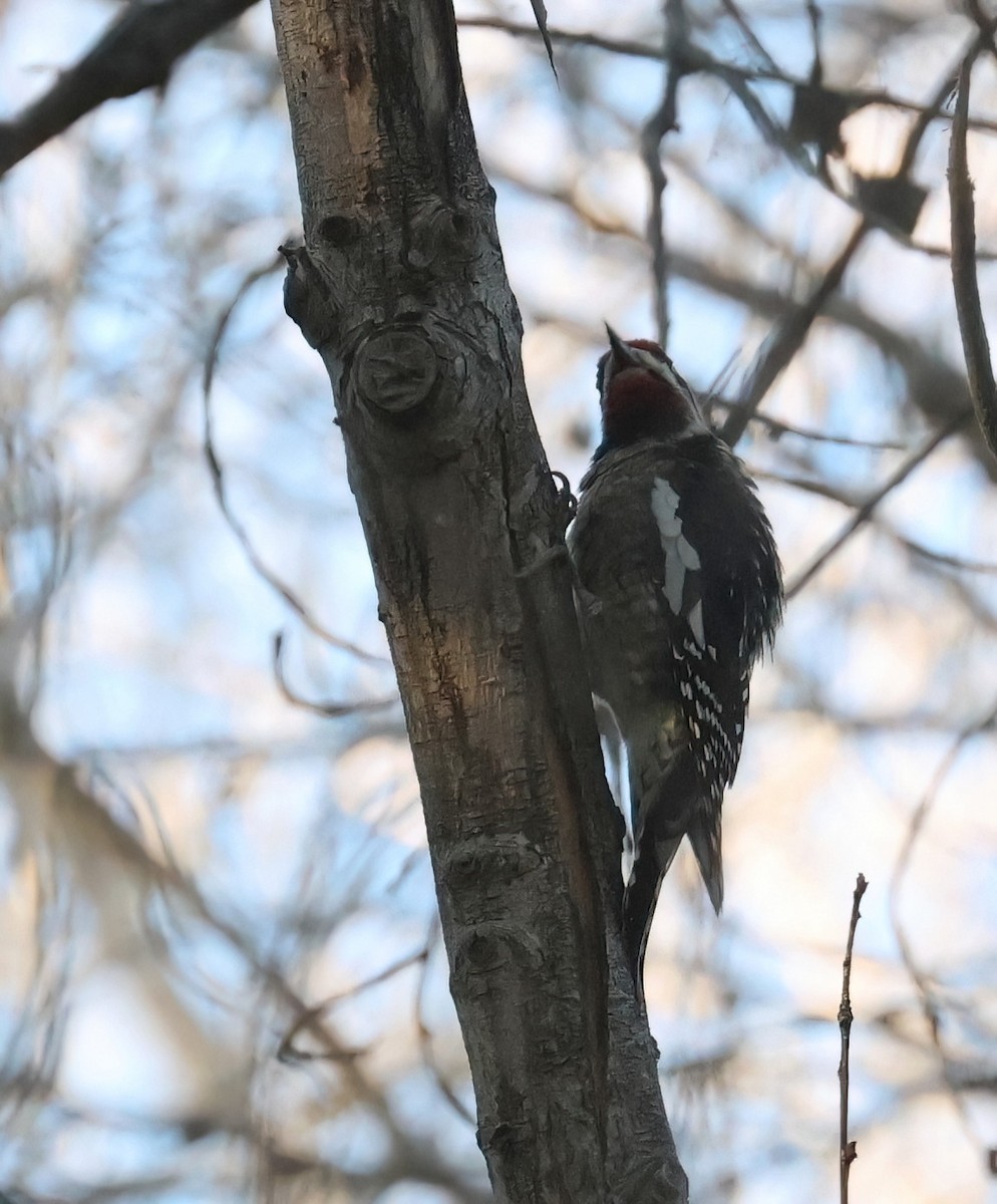 Дятел-смоктун жовточеревий/білочеревий - ML646599844