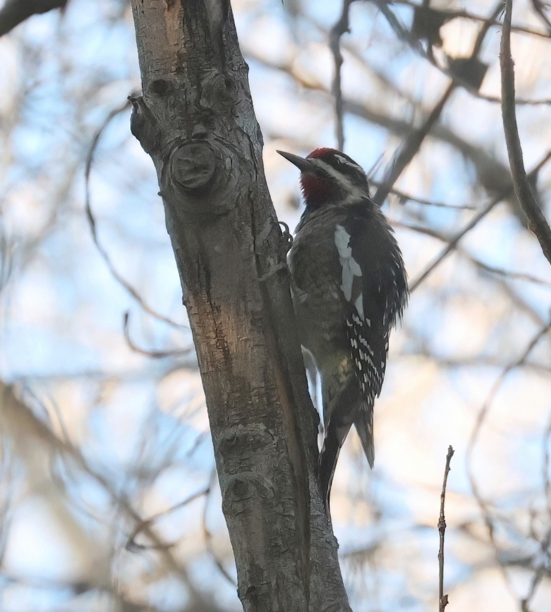 Дятел-смоктун жовточеревий/білочеревий - ML646599845
