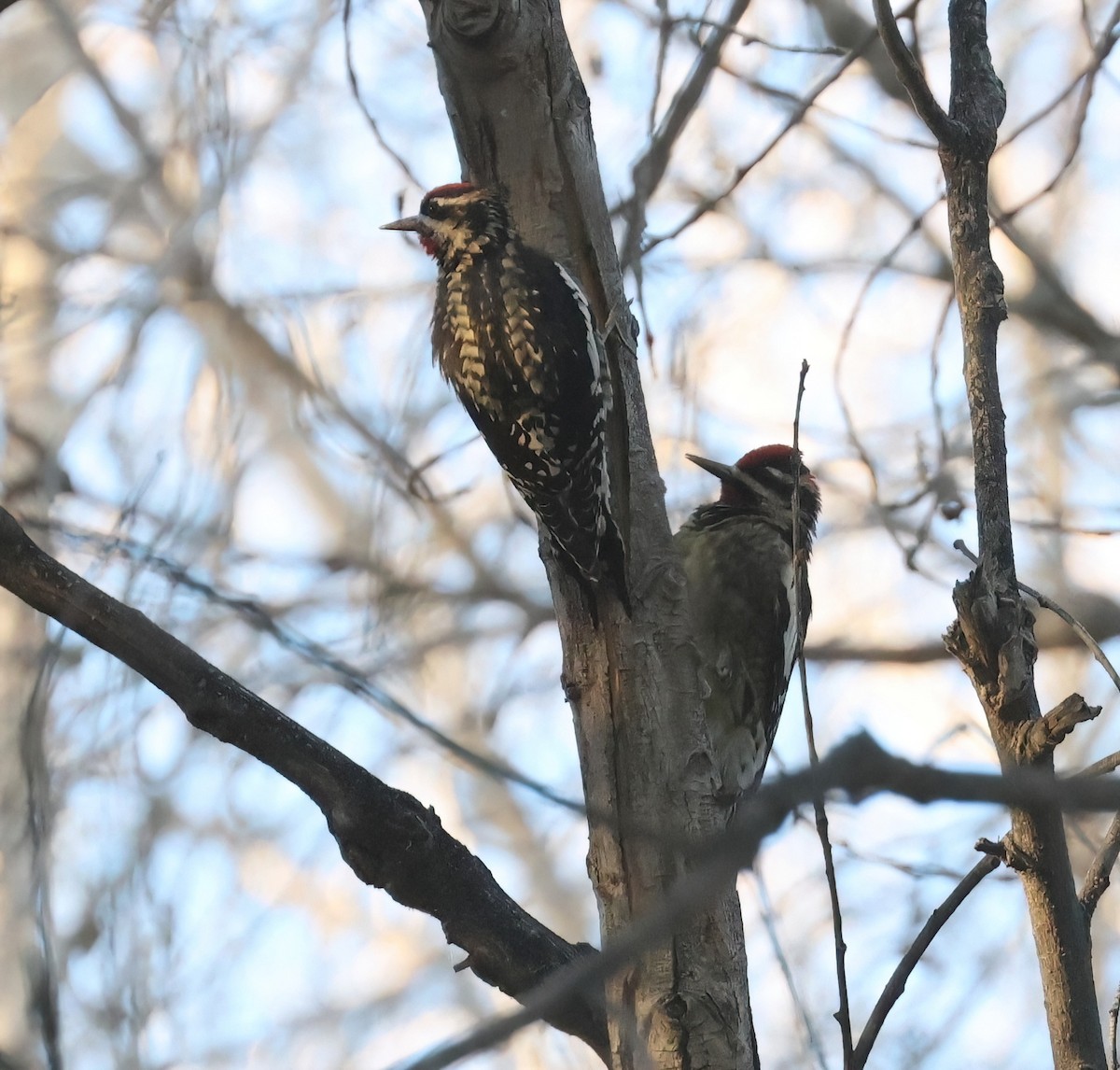 Дятел-смоктун жовточеревий/білочеревий - ML646599846