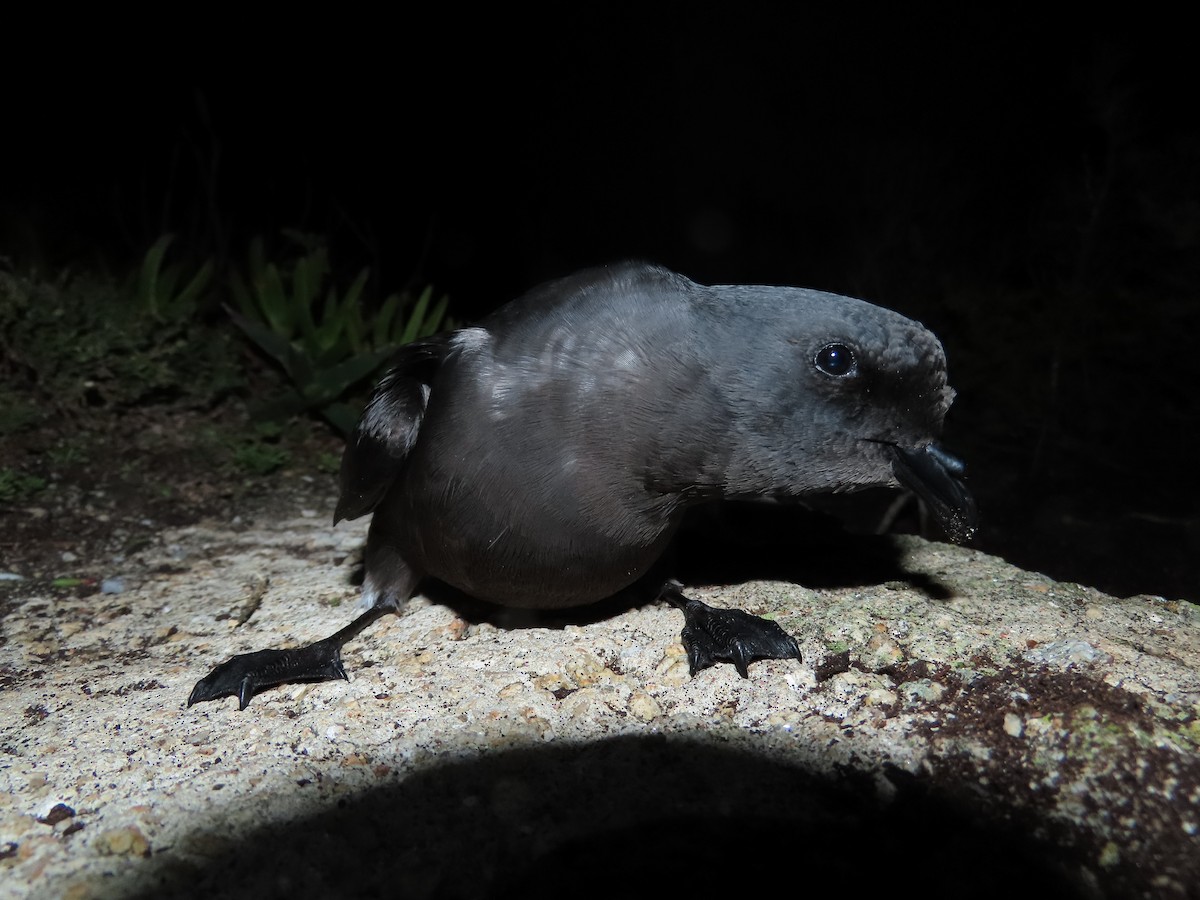 Качурка мадейрська - ML646599847