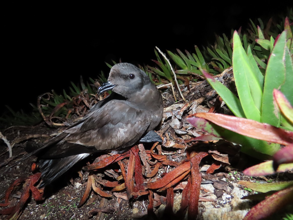 Качурка мадейрська - ML646599848