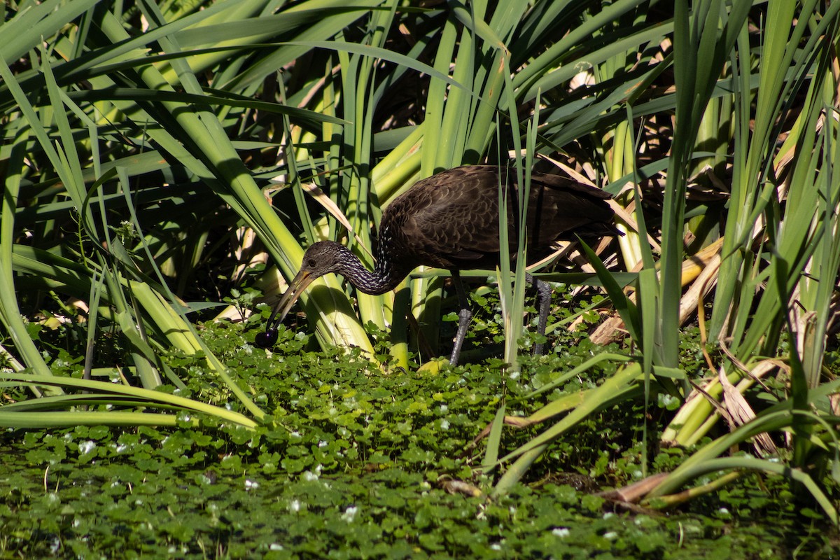 kurlan chřástalovitý - ML646599849