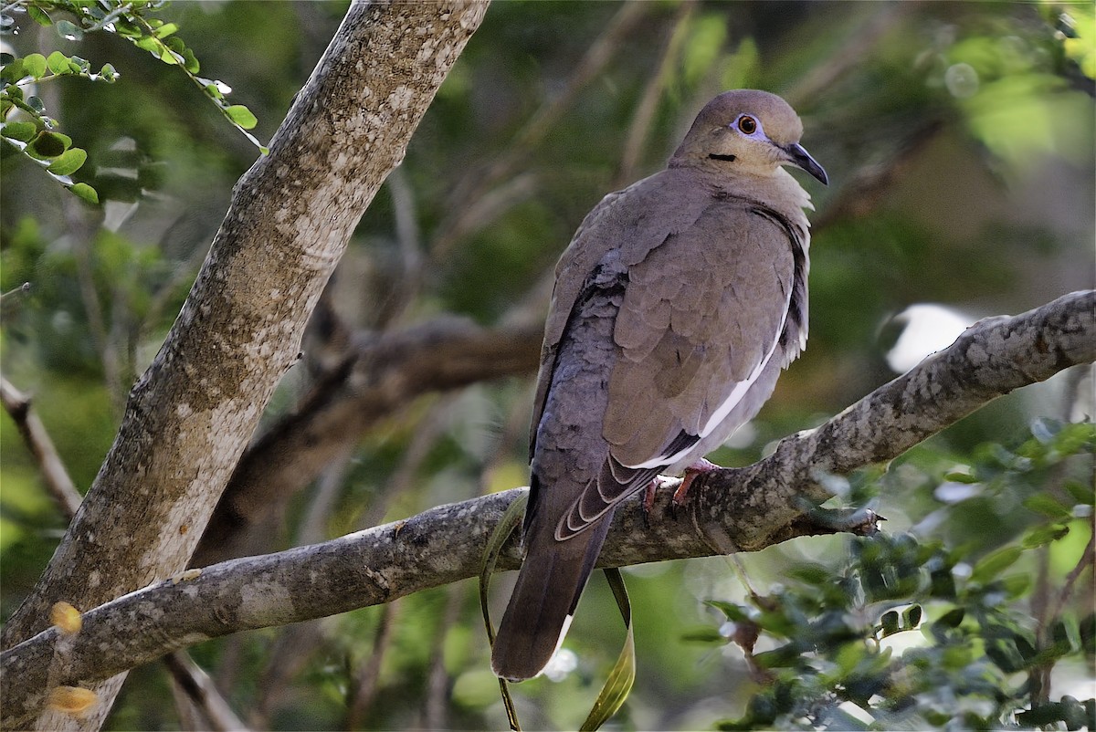 White-winged Dove - ML646599850