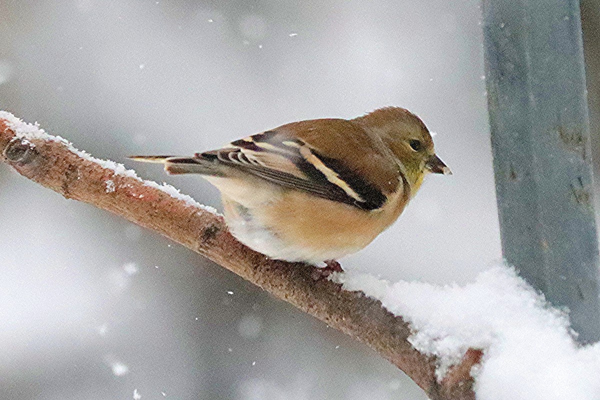 American Goldfinch - ML646599852