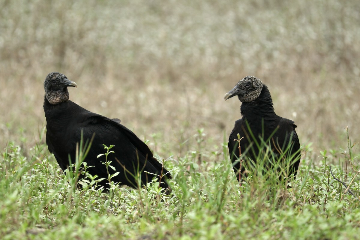 Black Vulture - ML646599858