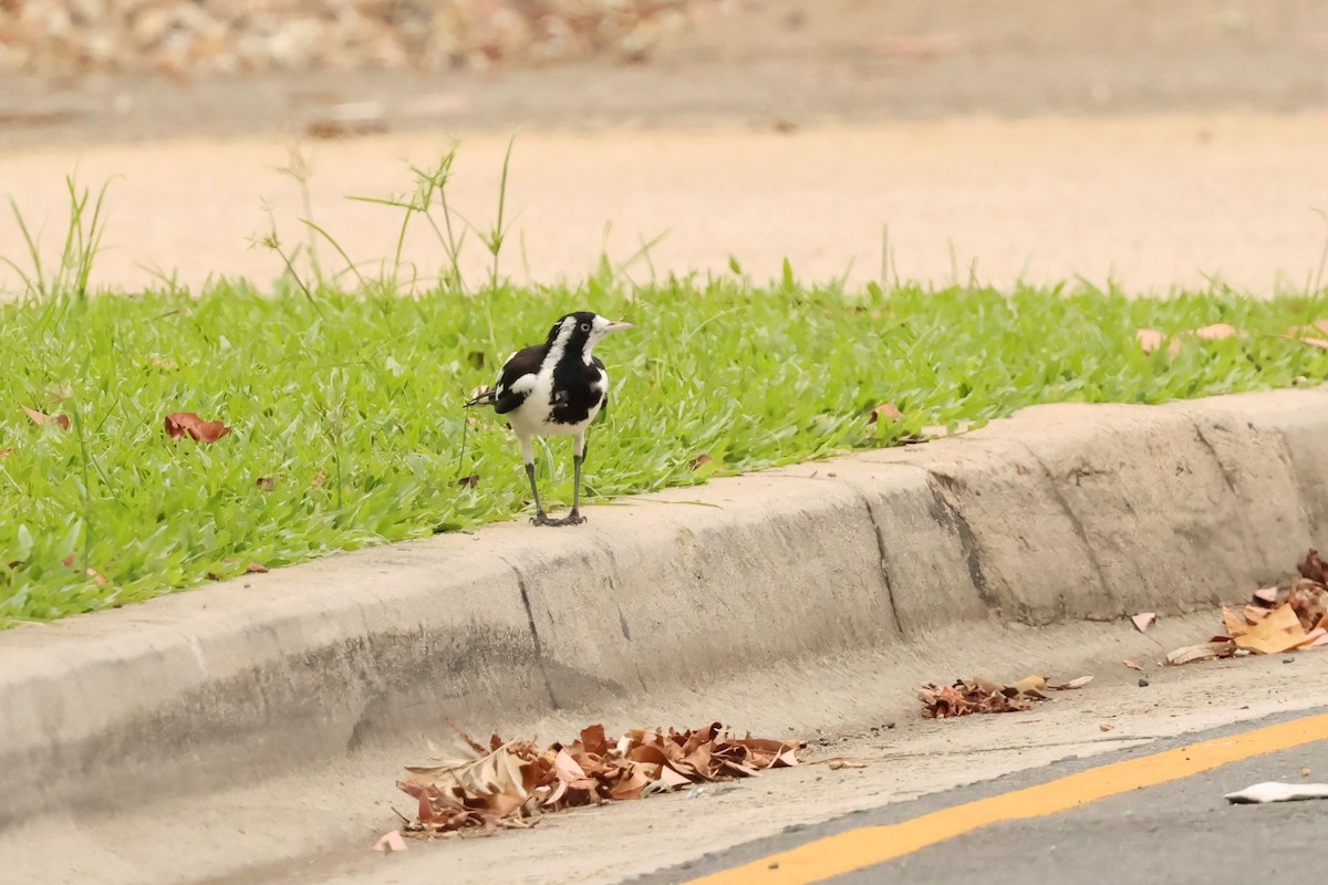 Сорочья граллина - ML646599859