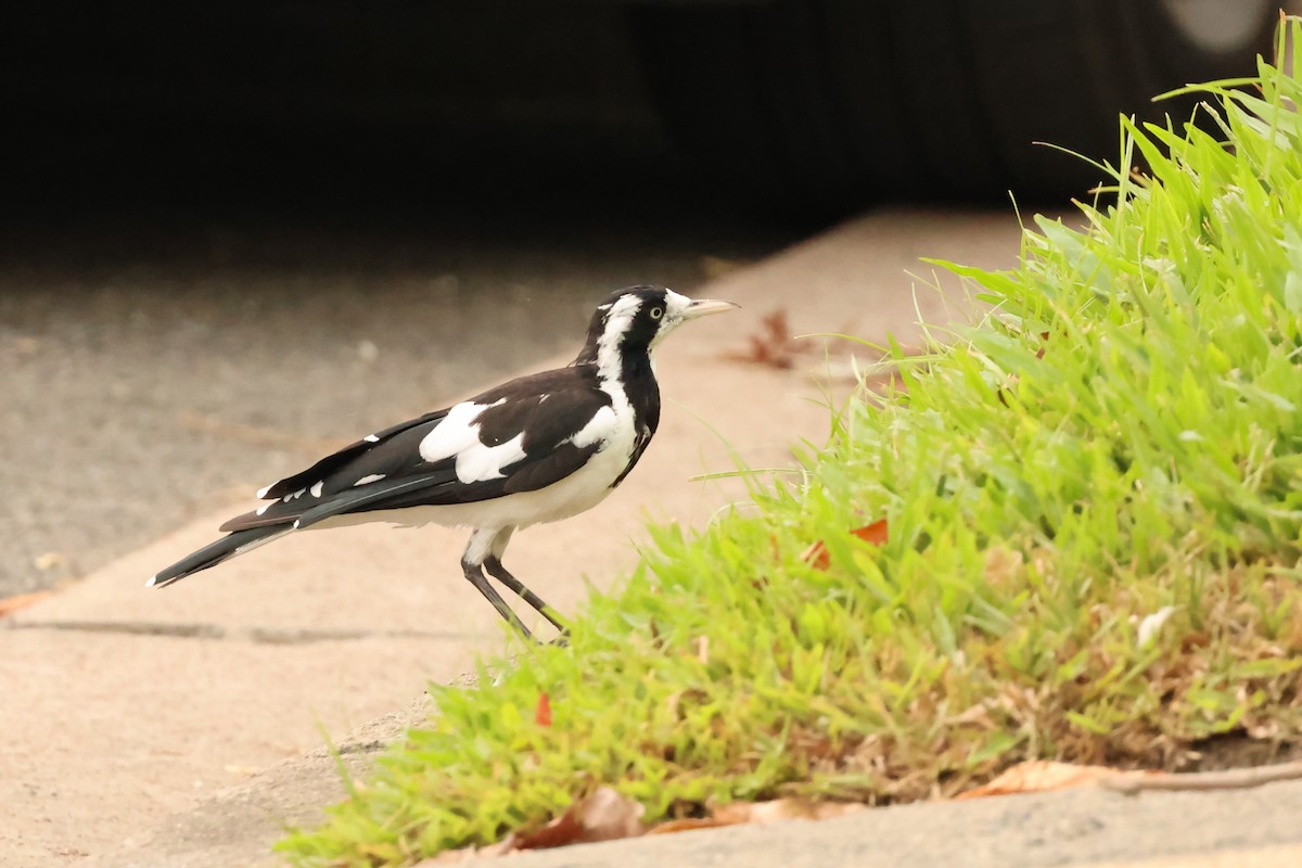 Сорочья граллина - ML646599860