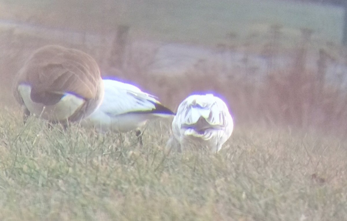 Snow Goose - ML646599861