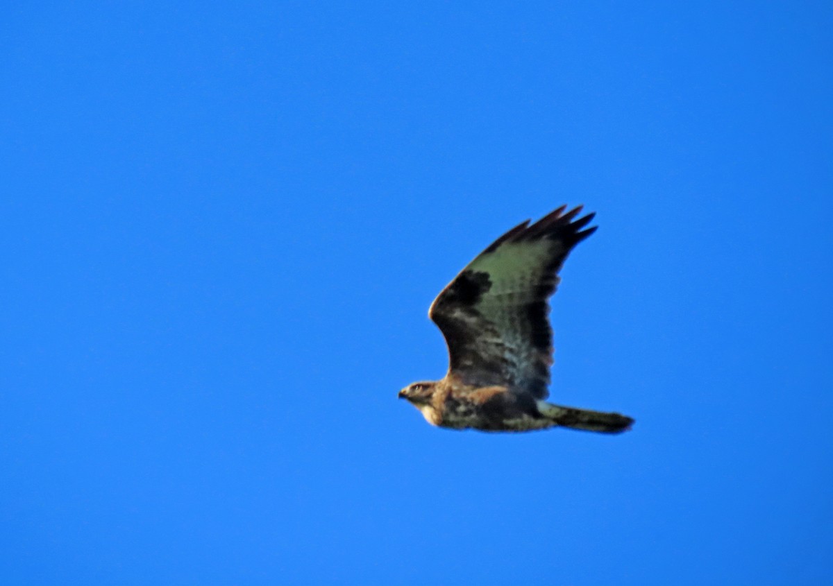 Şahin - ML646599867