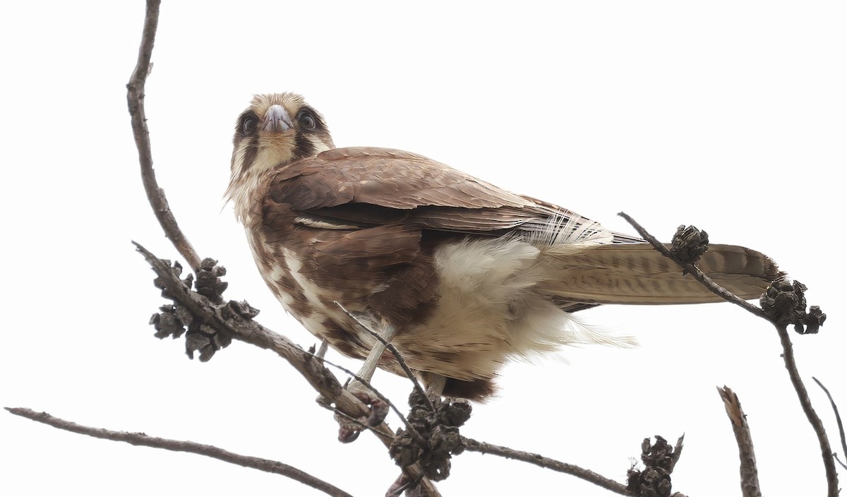 Brown Falcon - ML646599868
