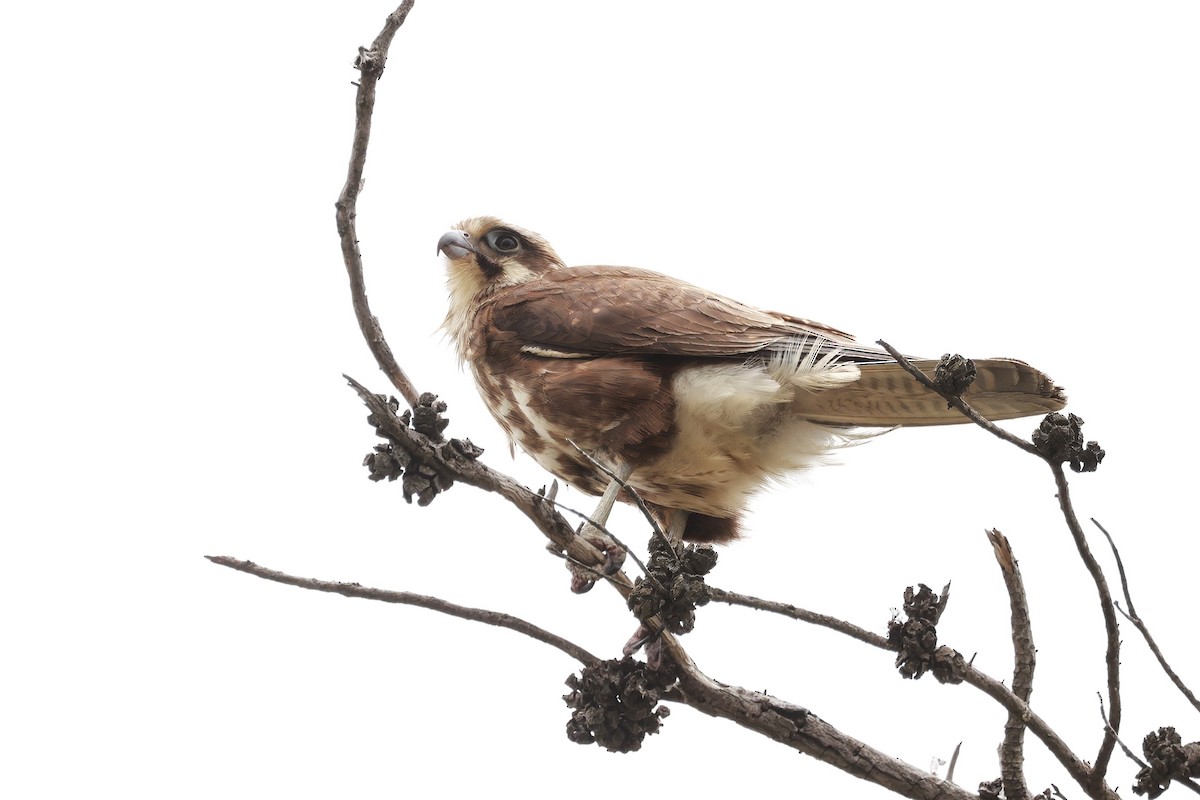 Brown Falcon - ML646599869