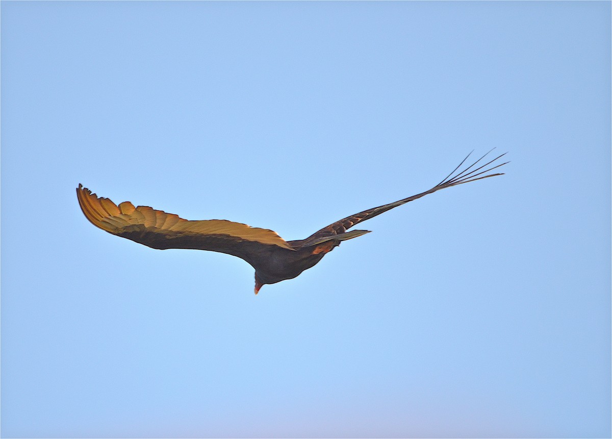 Turkey Vulture - ML646599872