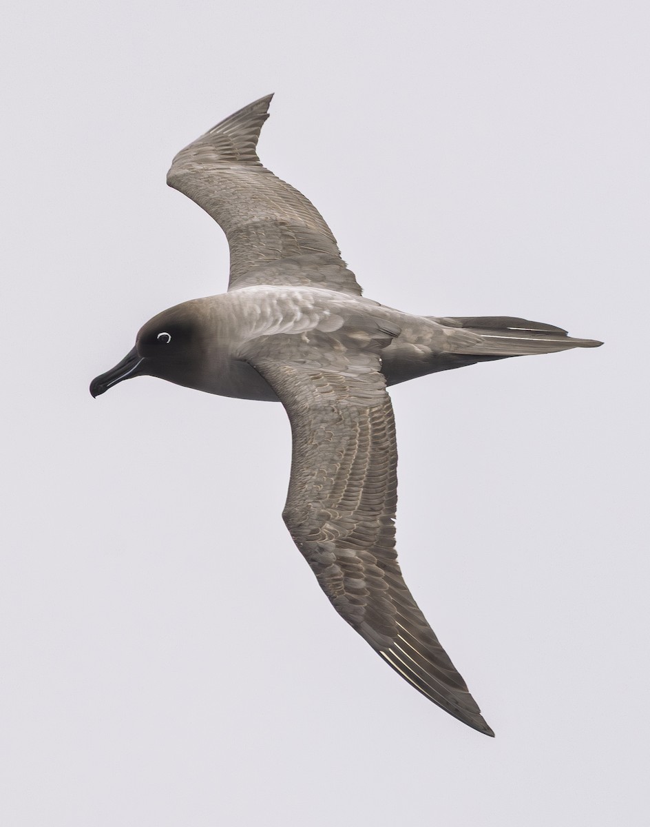 Light-mantled Albatross - ML646599873