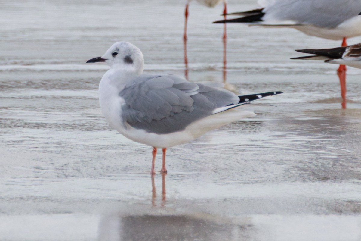 Bonaparte's Gull - ML646599874