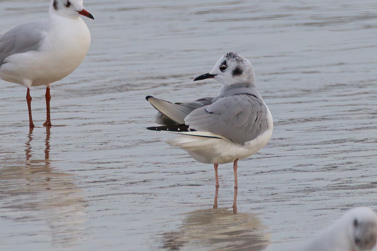 Bonaparte's Gull - ML646599875