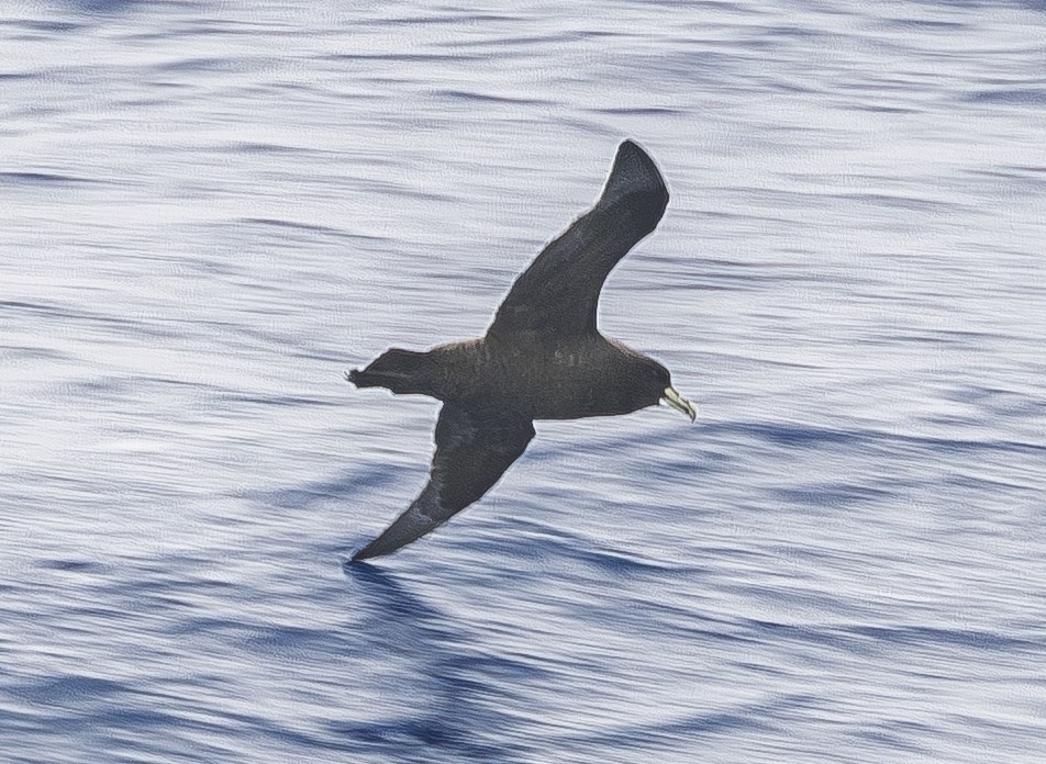 Beyaz Gıdılı Yelkovan - ML646599876