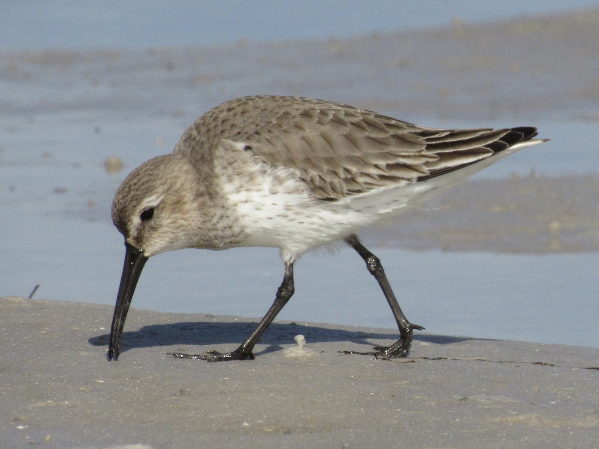 Txirri arrunta - ML646599878