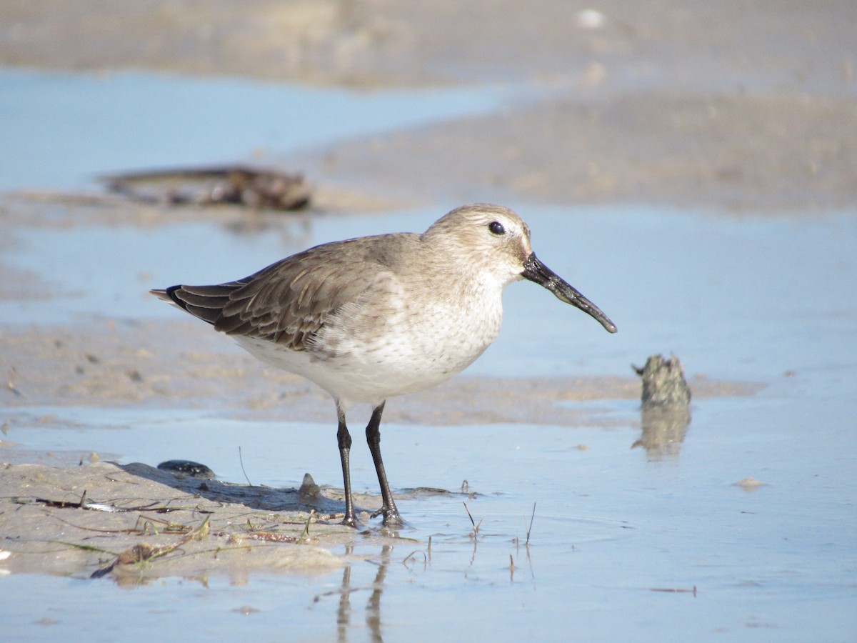 Txirri arrunta - ML646599879